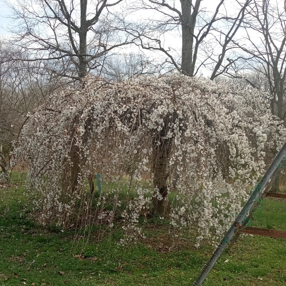 Foxholler - Picture 3 of 4